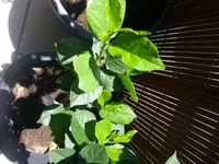 IMG_20150607_130145.webp