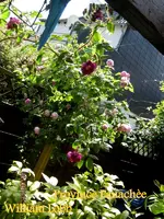 IMG_4887-002.webp