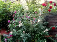 IMG_4907.webp