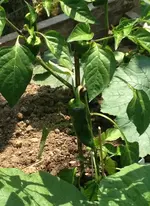 Piment d'Espelette.webp