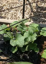Honigmelone1.webp