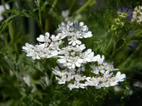 DSCN8960.webp