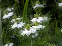 DSCN8962.webp