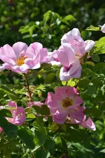 DSC_4632.webp