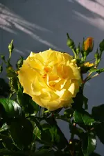 DSC_4639.webp