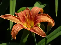 DSC01724.webp