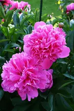 DSC_4609.webp