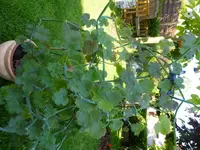Pelargonium tetragonum.jpg