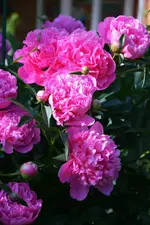 DSC_4621.webp