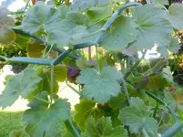 DSCF9063.webp