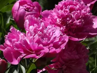 20150607 005.webp