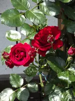 20150607 026.webp