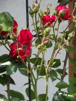 20150607 027.webp