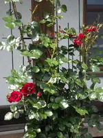 20150607 025.webp