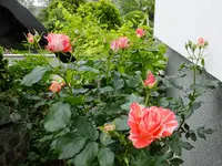 DSCF9023.webp