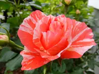 DSCF9027.webp
