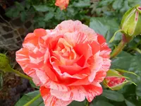 DSCF9031.webp