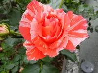 DSCF9043.webp