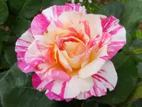 DSCF9016.webp