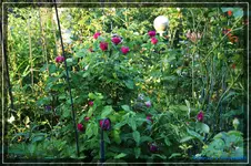 comp_DSC03701.webp