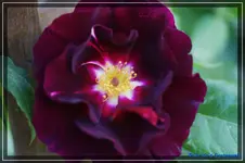 comp_DSC03695.webp