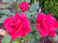 DSCF9113.webp