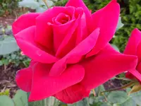 DSCF9115.webp