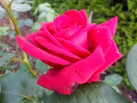 DSCF9116.webp
