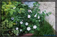 comp_DSC03702.webp