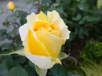 DSCF9101.webp