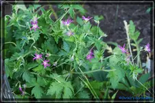 comp_DSC03703.webp