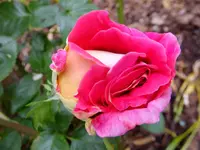 DSCF9073.webp