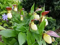 DSCF9053.webp