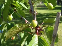 IMGP7674.webp