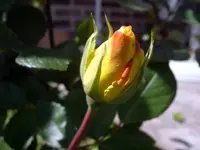 IMGP7678.webp