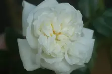 Alberic Barbier Kletterr.Barbier 1900.webp