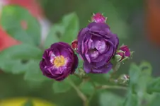 Baby Faurax Zwergr. Lille 1924.webp