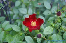 Bienenweide rot.webp