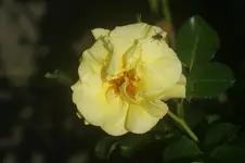 Golden Shadow mit Fliege.webp