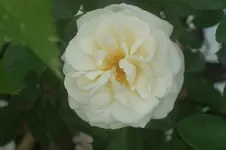 Herkules Strauchr.Kordes 2007.webp