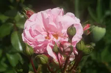 Home&Garden Beetr. Kordes 2001.webp