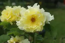 Lichtkönigin Lucia Strauchr. Kordes 1966.webp
