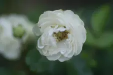 Muttertag Beetr..webp