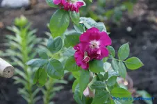 Night Owl Kletterr..webp