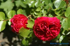 Red Leonardo da Vinci Edelr. Meilland 2003.webp