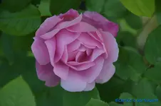 Rosa.webp