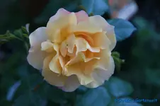 Tequila 2008 Teer. McGredy 1960.webp