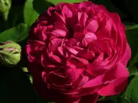image.webp
