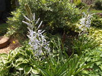 DSCF5970l.webp