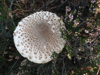Herbst 2014 Mehlinger Heide (2)l.webp